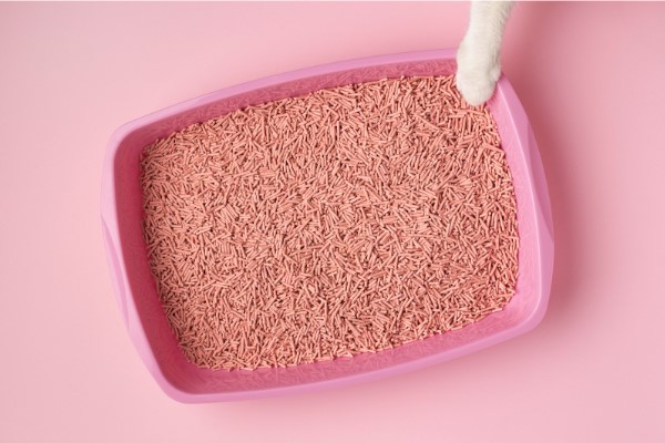 Eco-Friendly Clumping Cat Litter Options Every Cat Owner Should Know About Eco-Friendly Clumping Cat Litter Options Every Cat Owner Should Know About