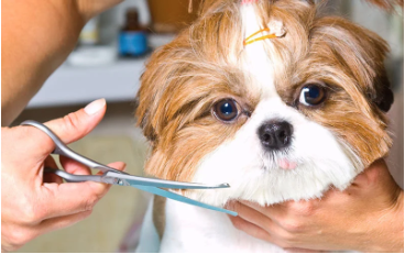How Dog Grooming Services Improve Your Dog’s Comfort and Appearance How Dog Grooming Services Improve Your Dog’s Comfort and Appearance