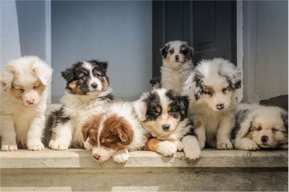 How Dog Breeders Can Help You Find Your Ideal Pet How Dog Breeders Can Help You Find Your Ideal Pet